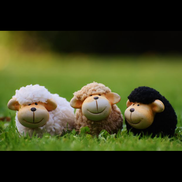 tre pecore (finte) con lana bianca, beige e nera